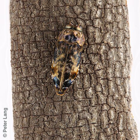 Hypocisseis ornata, PL5526, female, on Amyema miquelii stem, (placed for photo), SL, 6.8 × 2.8 mm